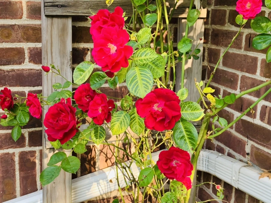 IMG_4608.jpg?type=w966