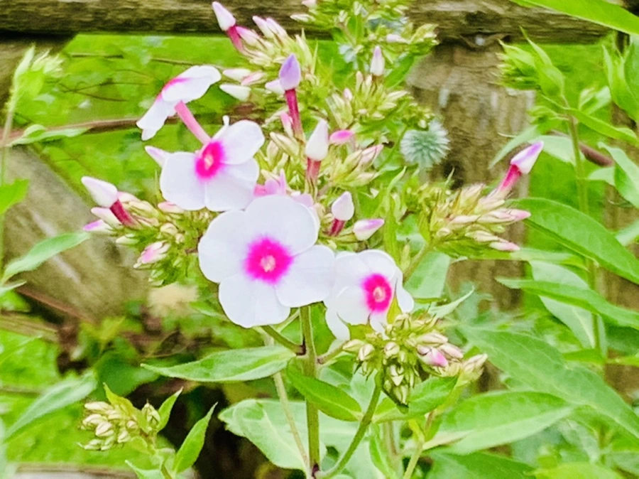 IMG_9435.jpg?type=w966