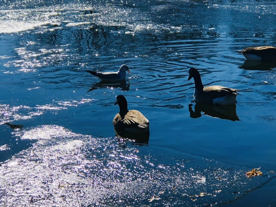 IMG_8056.jpg?type=w966