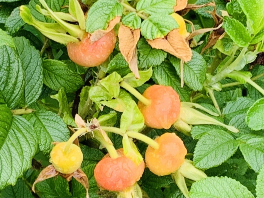 IMG_1060.jpg?type=w966