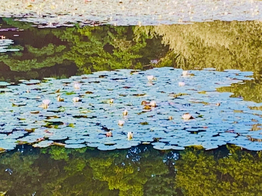 IMG_7872.jpg?type=w966