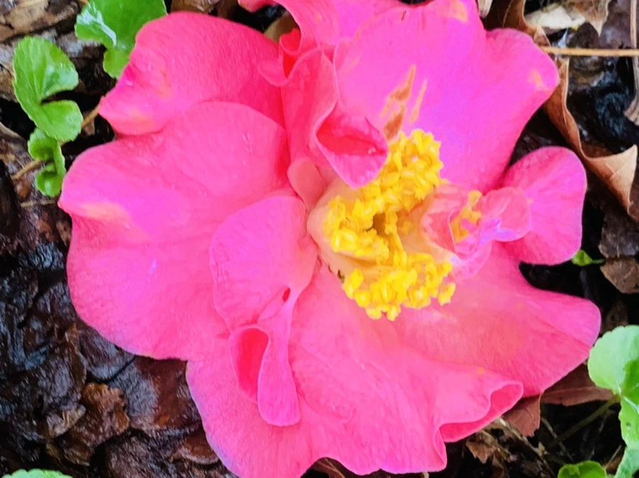 IMG_1363.jpg?type=w966