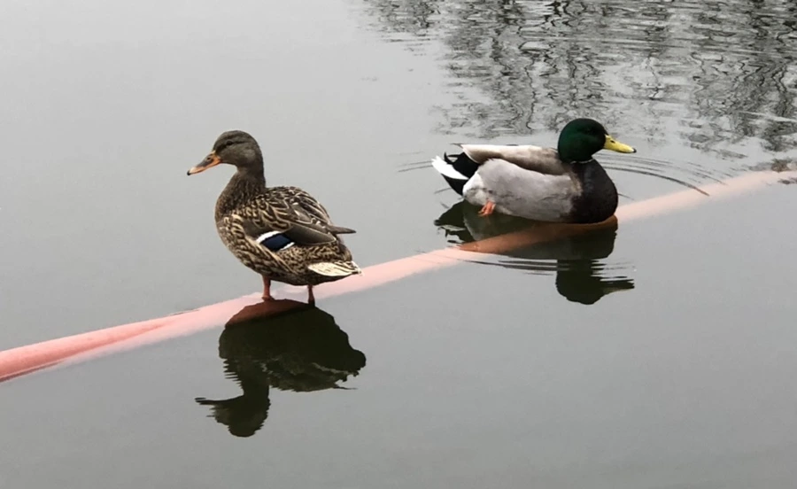 IMG_3345.jpg?type=w966