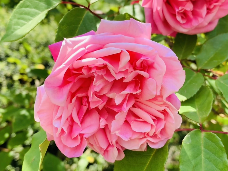 IMG_4225.jpg?type=w966