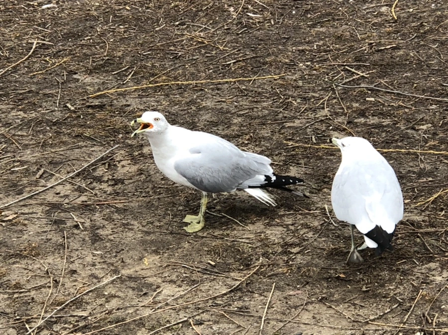 IMG_6118.jpg?type=w966