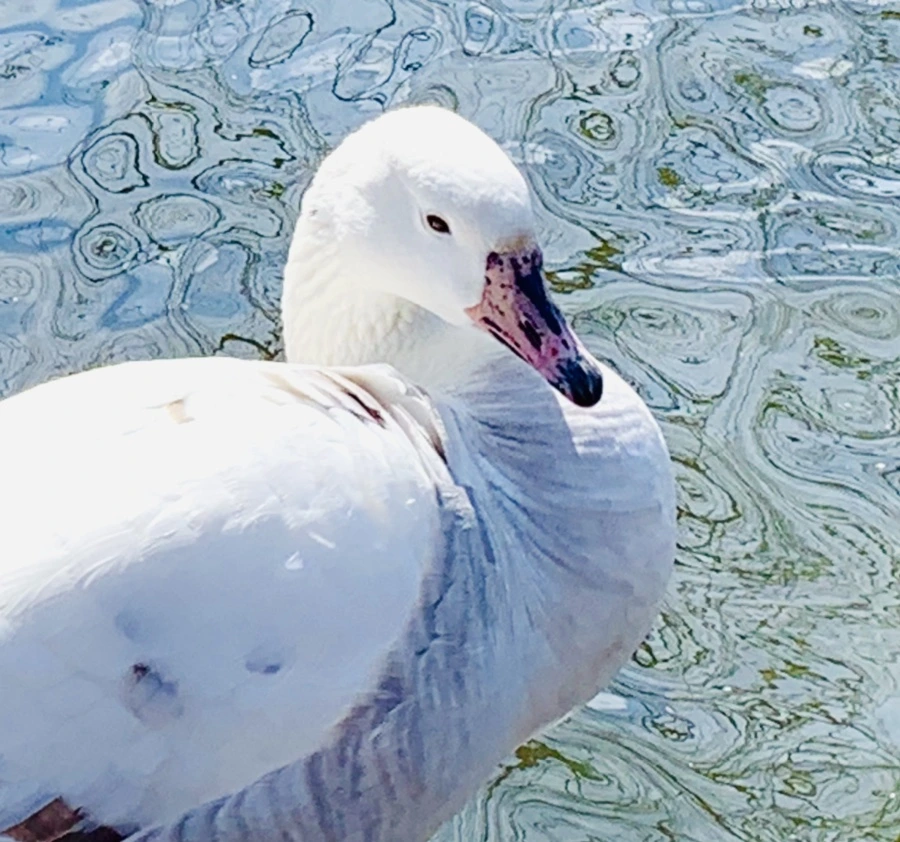 IMG_0573.jpg?type=w966