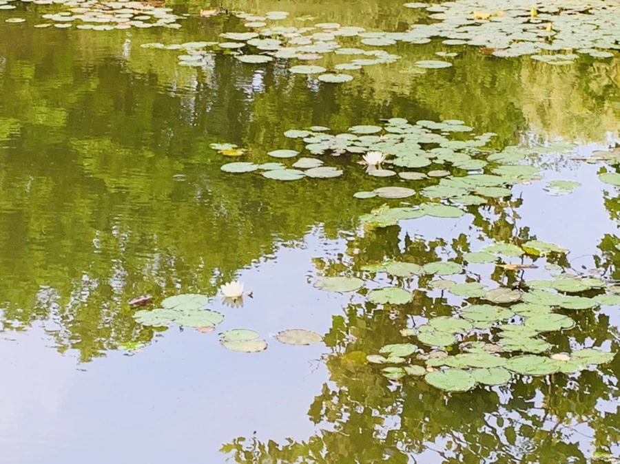 IMG_1514.jpg?type=w966