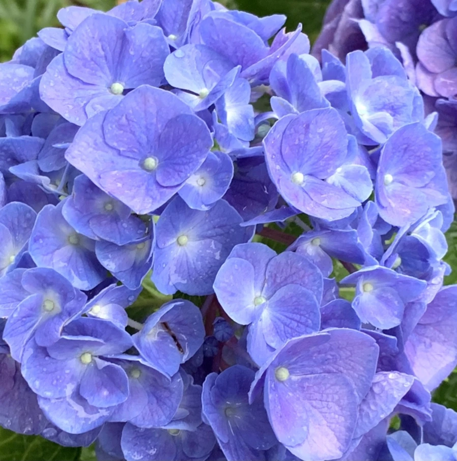 IMG_6197.jpg?type=w966