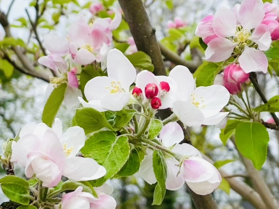 IMG_2456.jpg?type=w966