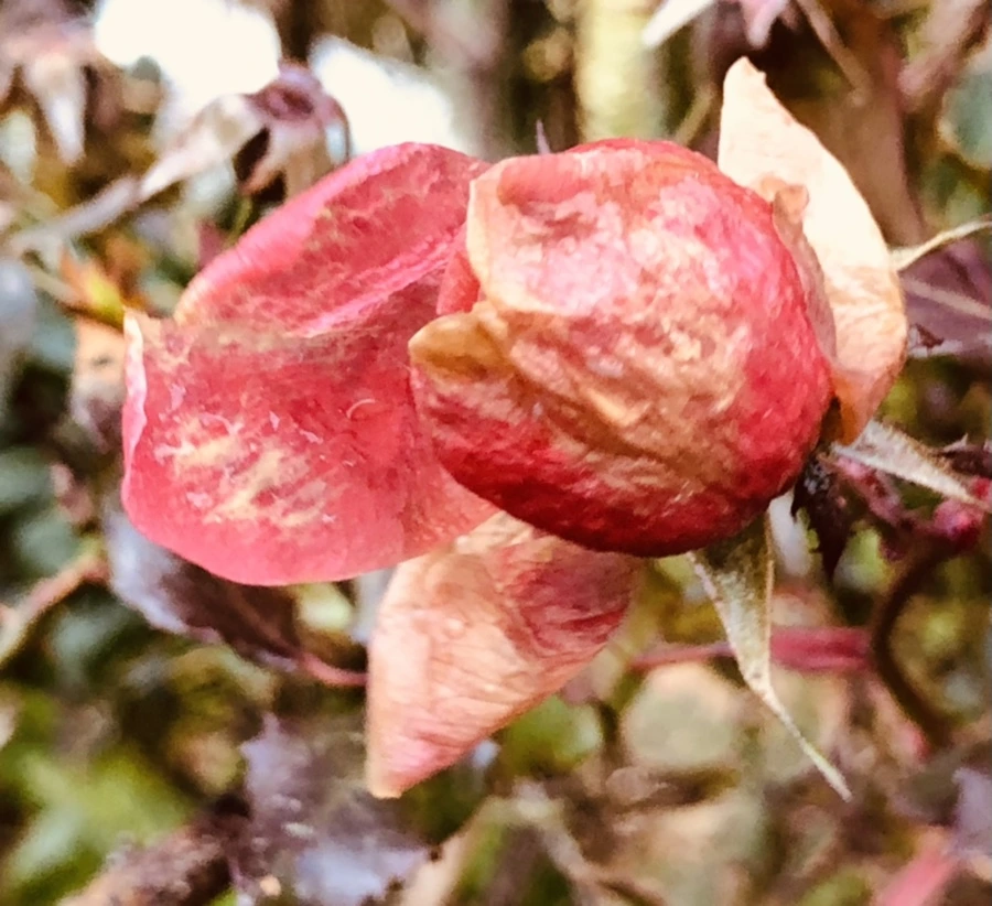 IMG_8157.jpg?type=w966