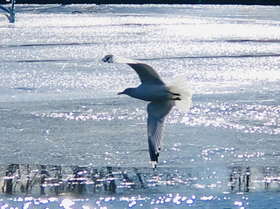 IMG_7181.jpg?type=w966