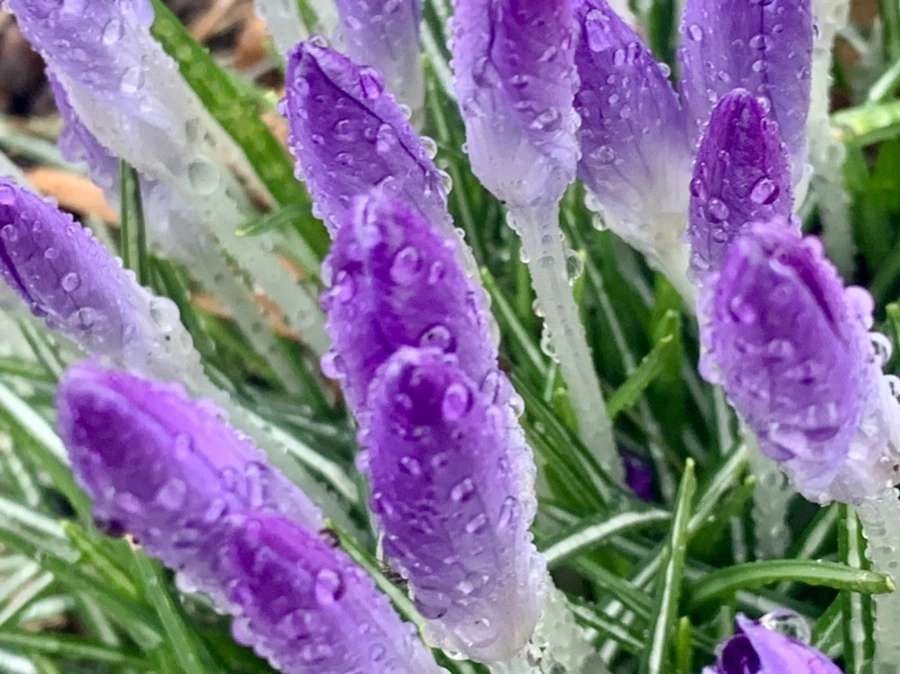 IMG_2162.jpg?type=w966