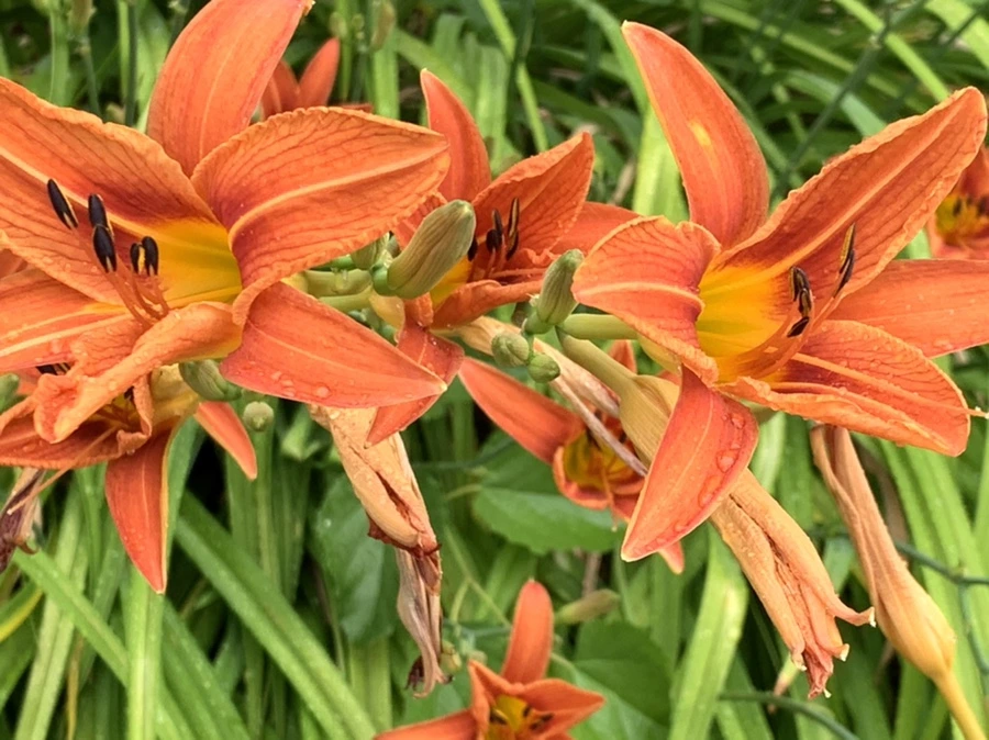 IMG_3583.jpg?type=w966