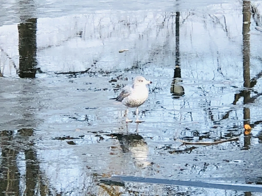 IMG_4686.jpg?type=w966