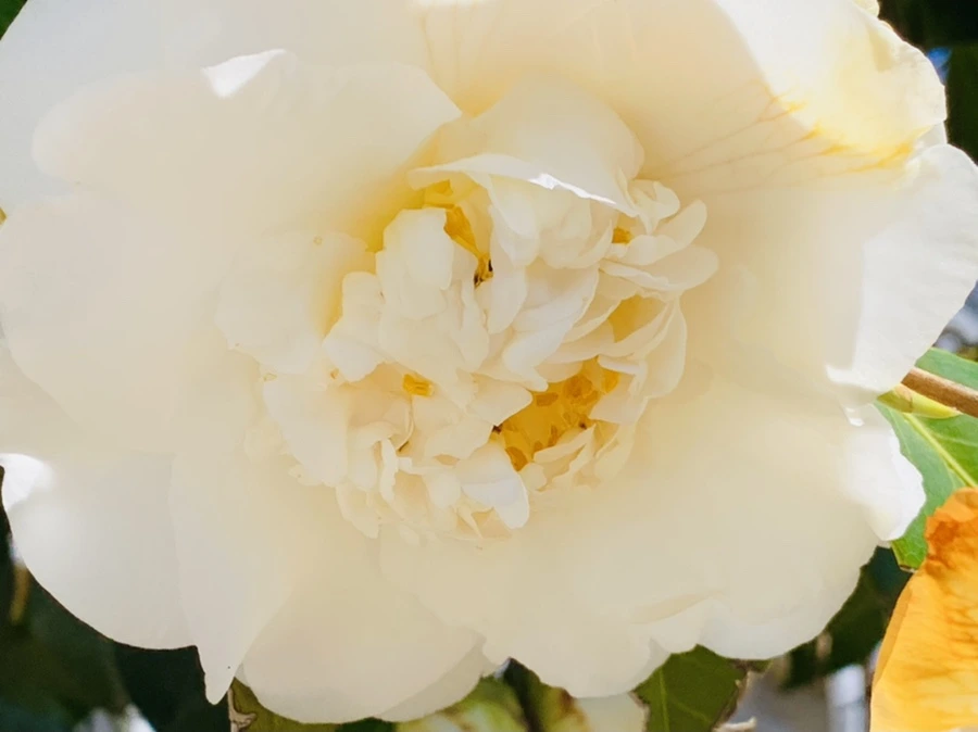 IMG_8612.jpg?type=w966