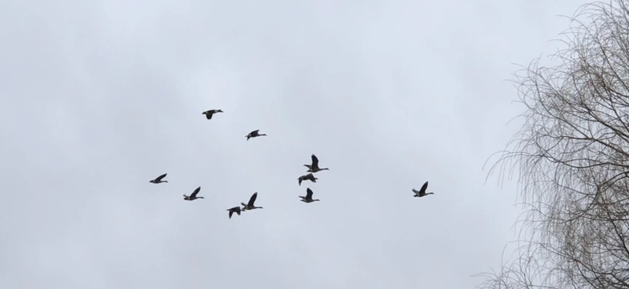 IMG_8215.jpg?type=w966