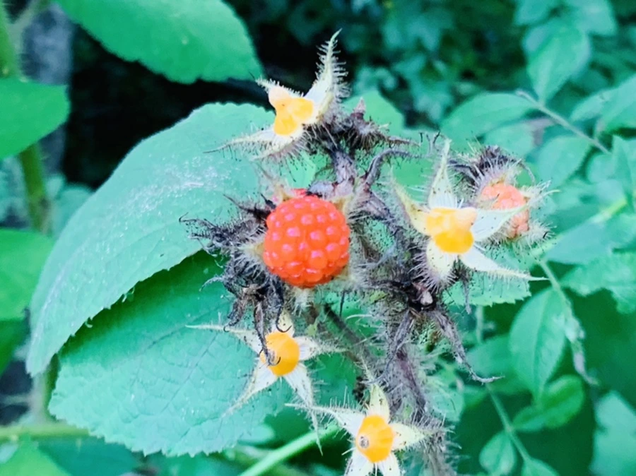 IMG_7618.jpg?type=w966