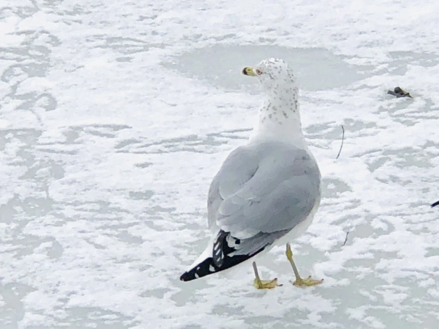 IMG_3781.jpg?type=w966