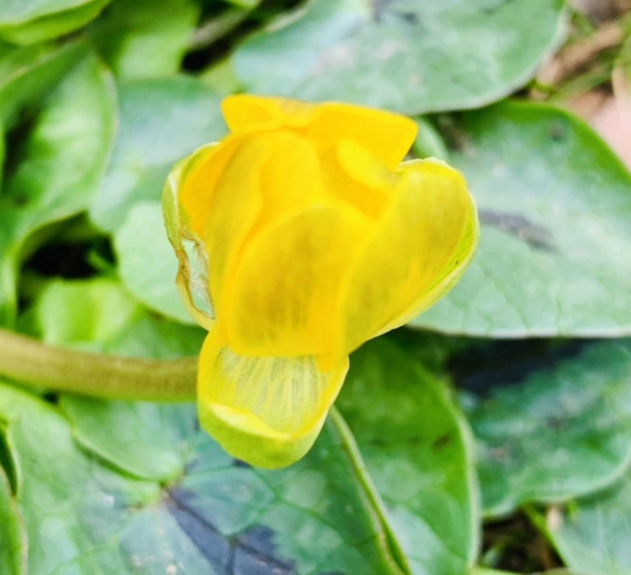 IMG_3503.jpg?type=w966