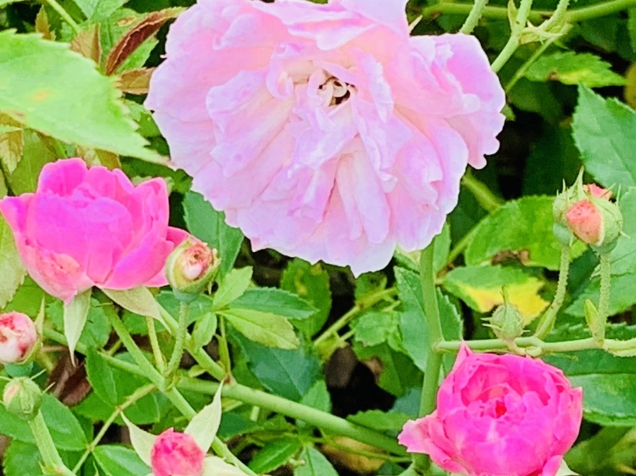 IMG_0455.jpg?type=w966