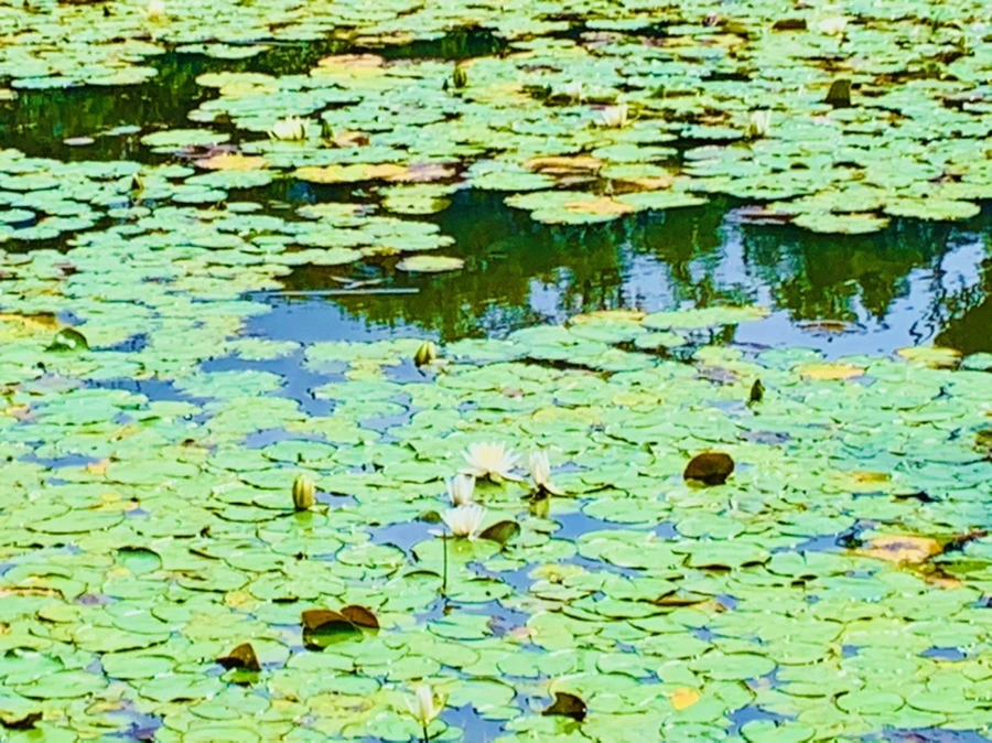 IMG_9337.jpg?type=w966