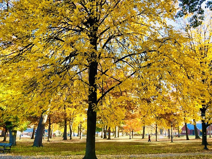 IMG_4074.jpg?type=w966