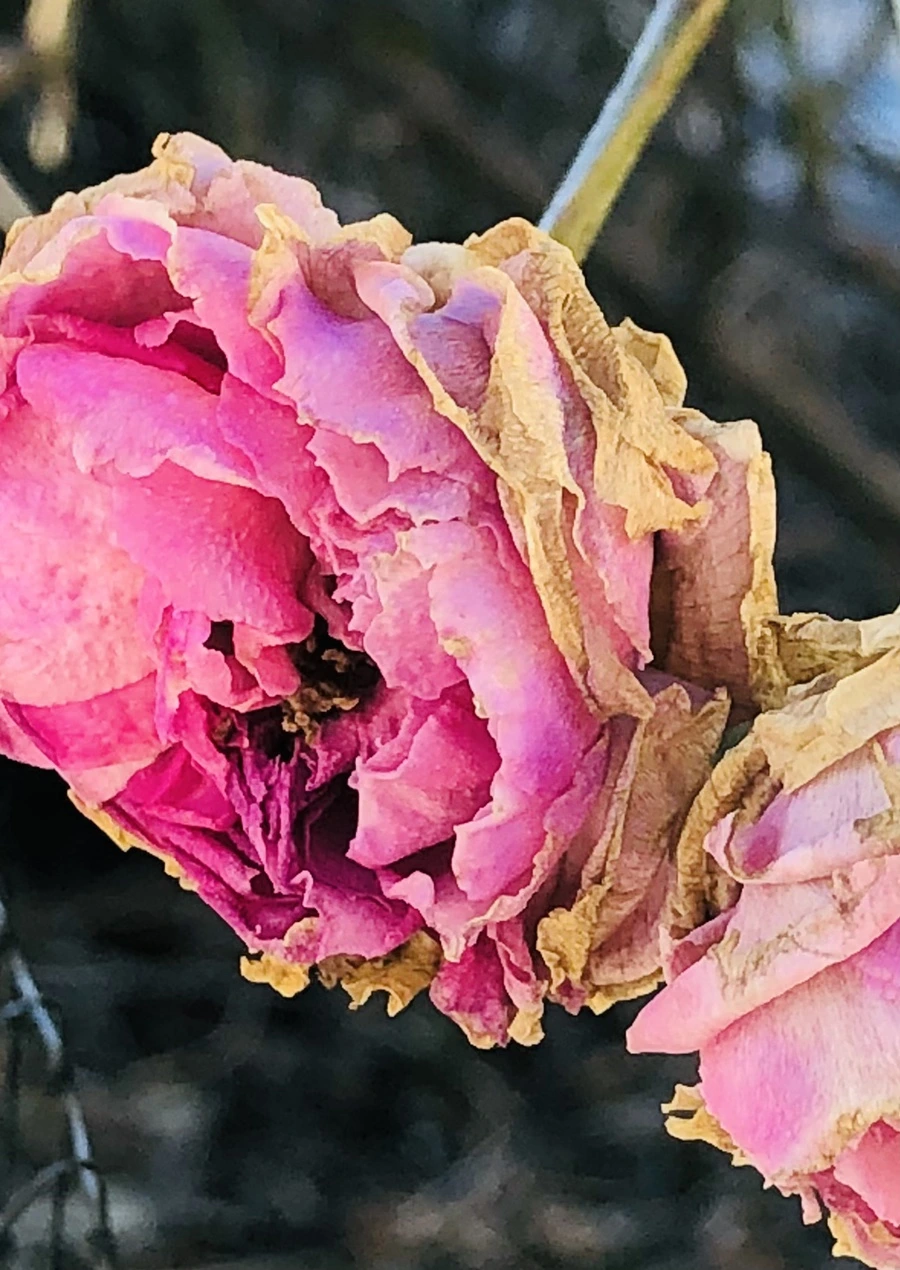 IMG_1183.jpg?type=w966