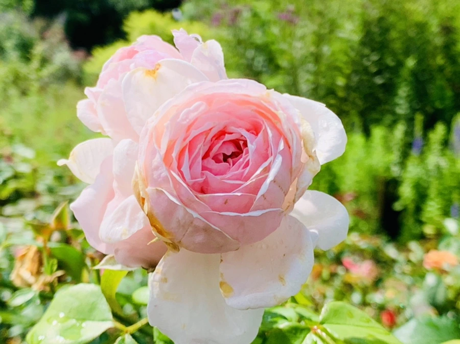 IMG_8485.jpg?type=w966