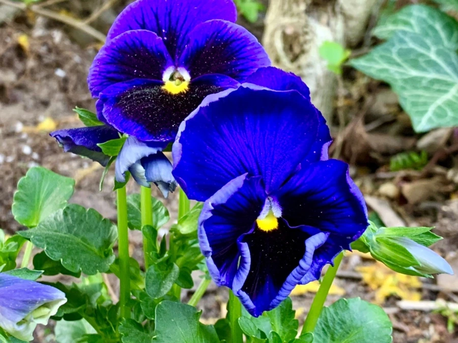 IMG_9042.jpg?type=w966