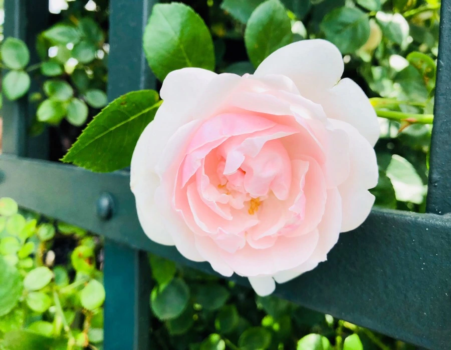 IMG_7154.jpg?type=w966