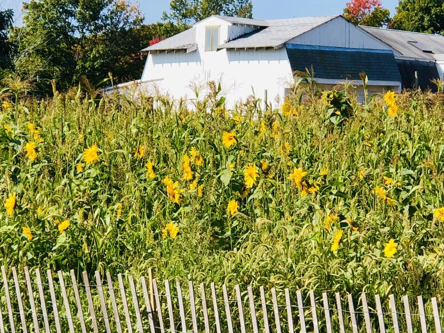 IMG_0703.jpg?type=w966