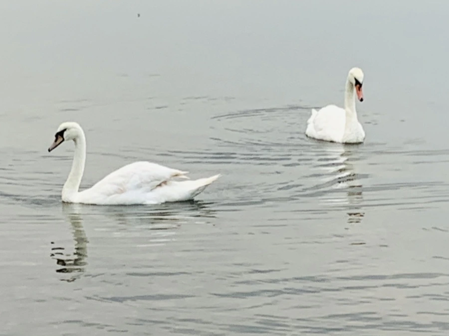 IMG_0300.jpg?type=w966