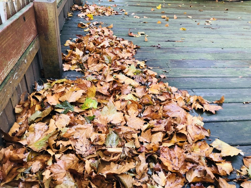 IMG_2933.jpg?type=w966