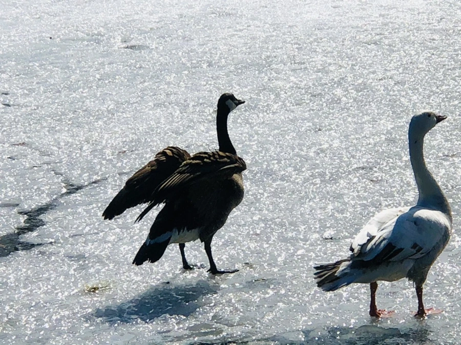 IMG_5410.jpg?type=w966