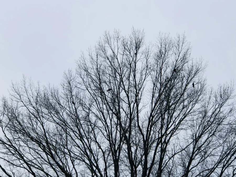 IMG_2373.jpg?type=w966