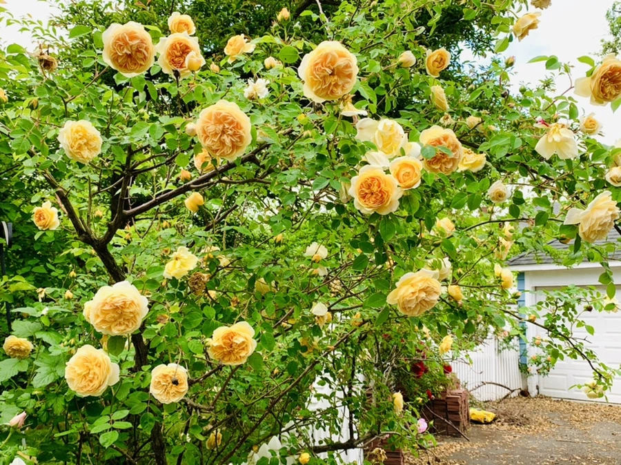 IMG_5969.jpg?type=w966