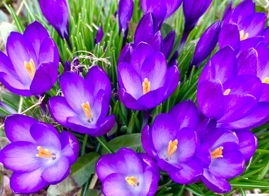 IMG_1060.jpg?type=w966