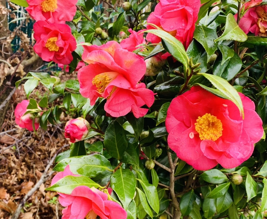 IMG_6251.jpg?type=w966