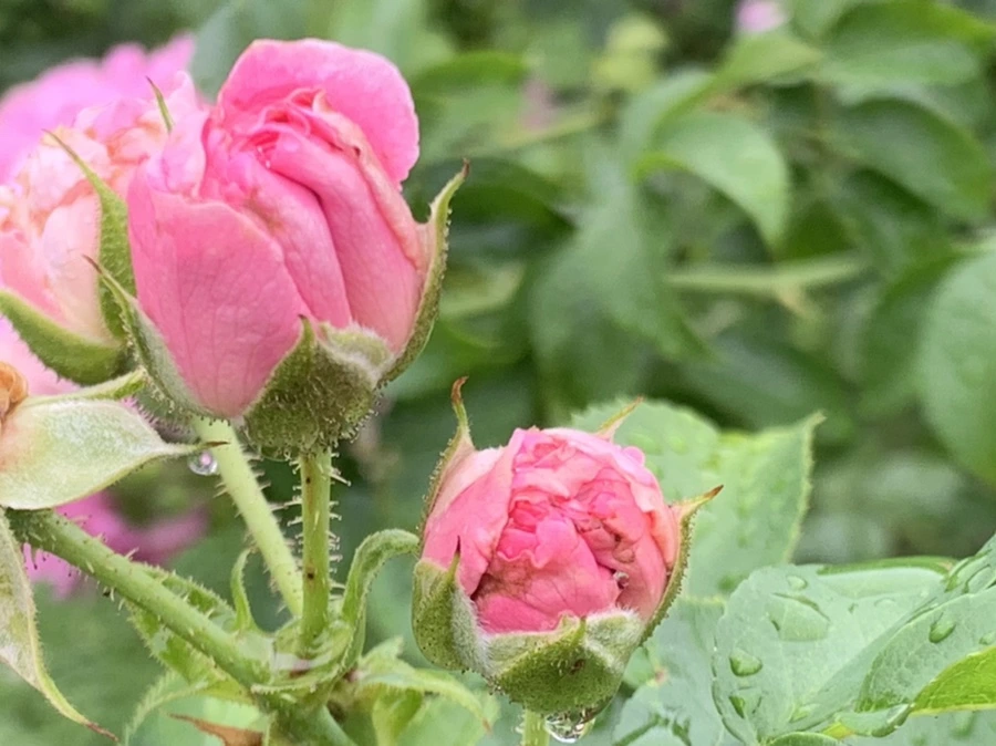 IMG_0921.jpg?type=w966