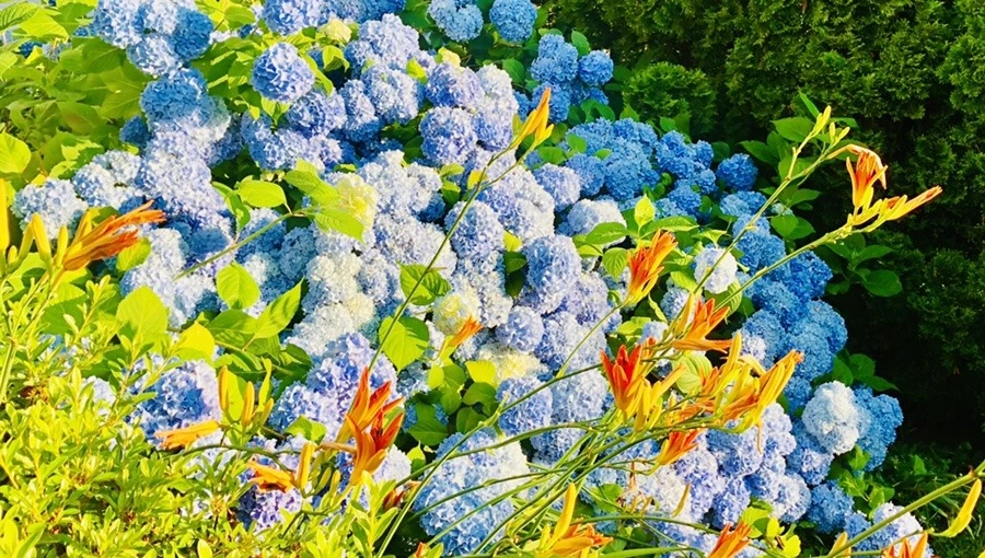 svAzobLkXeCAyVV0nI9GVxlbVy0