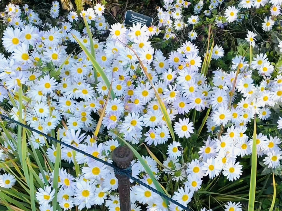 IMG_2044.jpg?type=w966