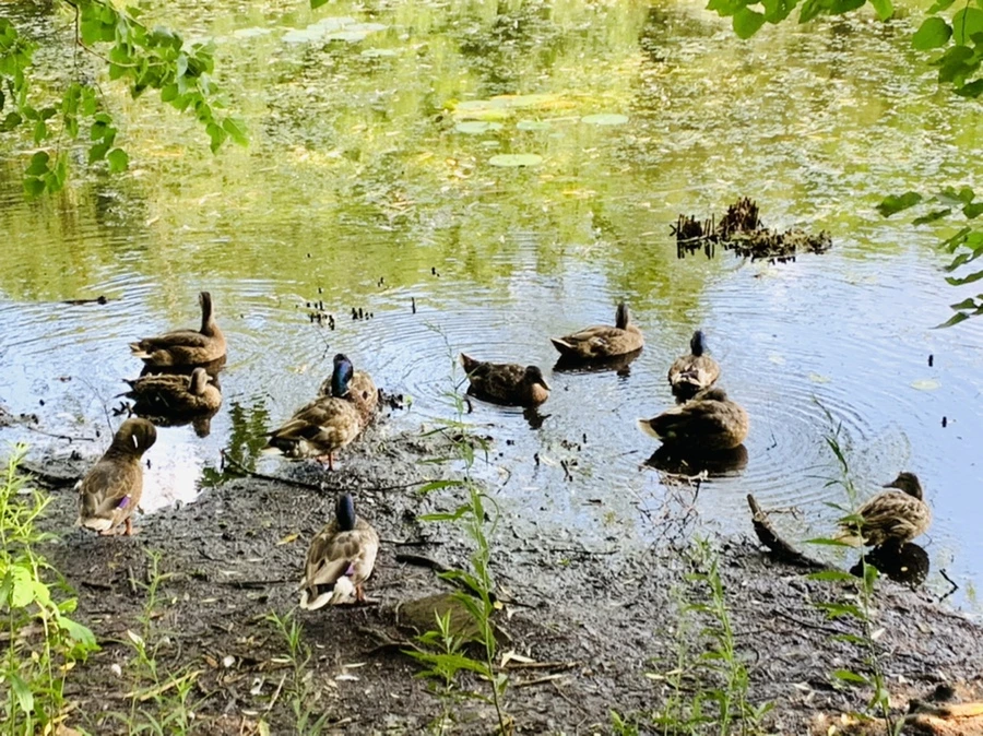 IMG_7640.jpg?type=w966