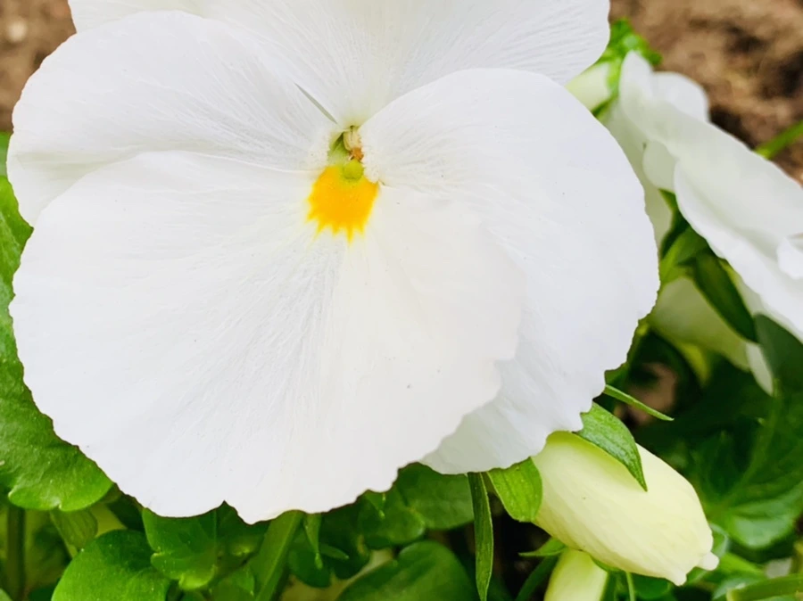 IMG_9037.jpg?type=w966