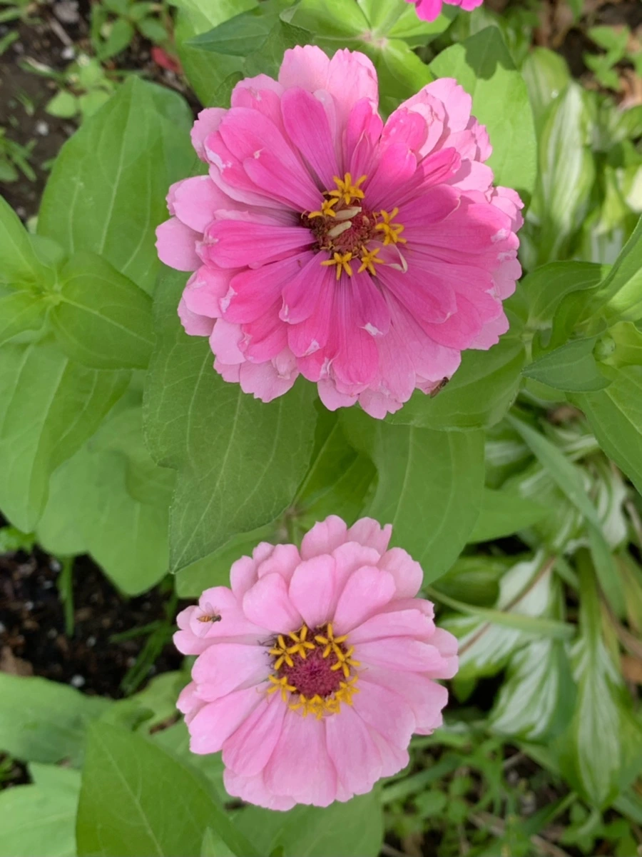 IMG_9609.jpg?type=w966