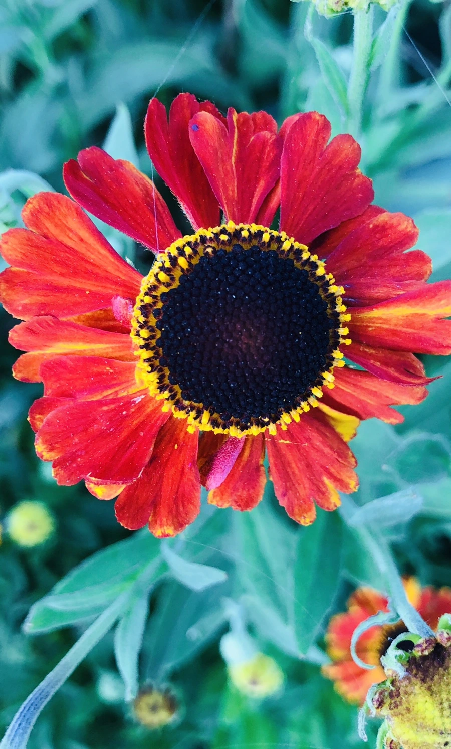 IMG_9634.jpg?type=w966