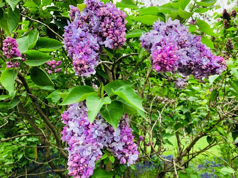 IMG_5480.jpg?type=w966