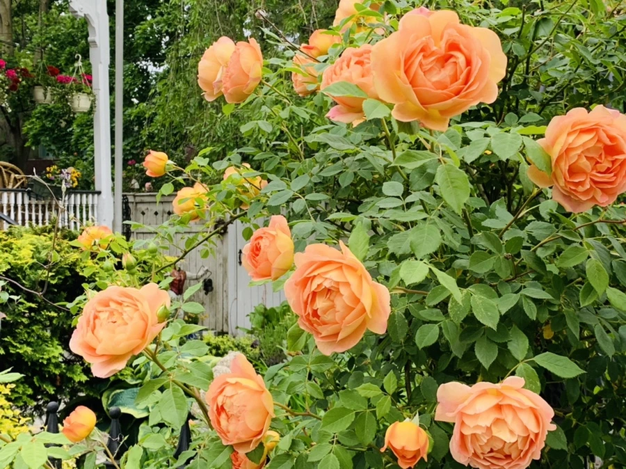 IMG_5287.jpg?type=w966