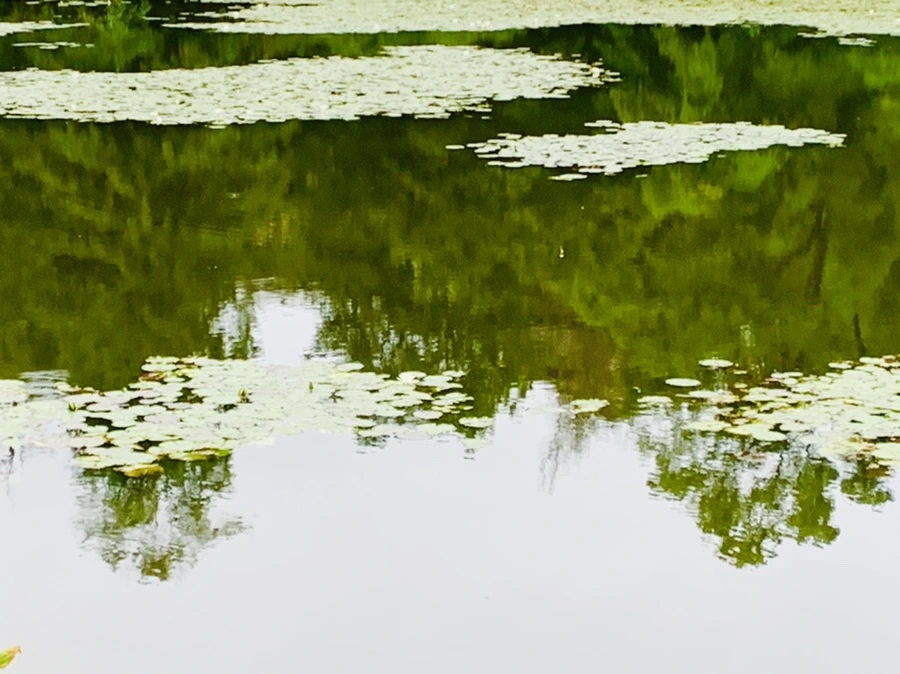 IMG_6202.jpg?type=w966