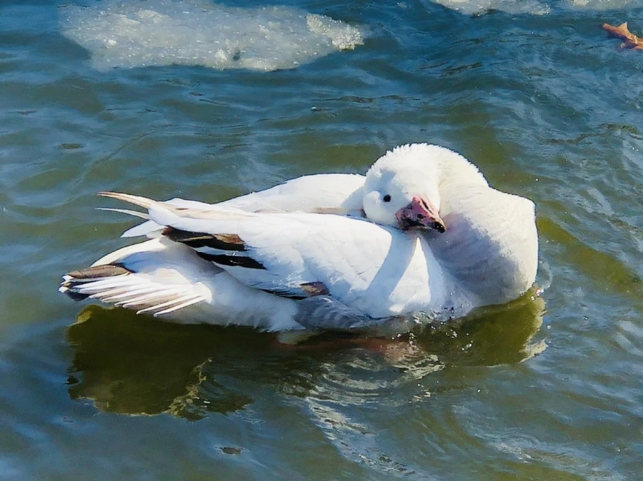 IMG_5381.jpg?type=w966