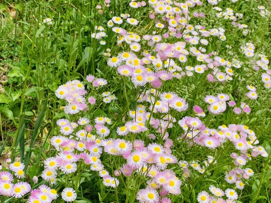 IMG_5033.jpg?type=w966